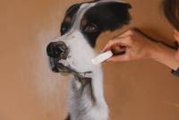 Portrait malen lassen Hund Pastellkreide